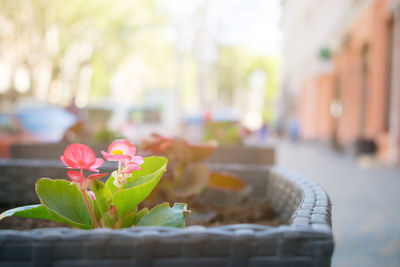 Close up of red flowers on blurred background of modern street