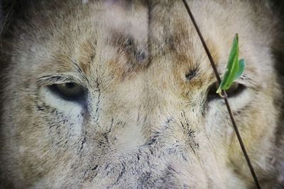 Close-up of a cat