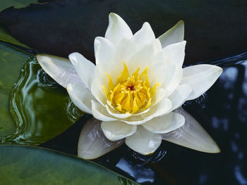 High angle view of water lily in lake