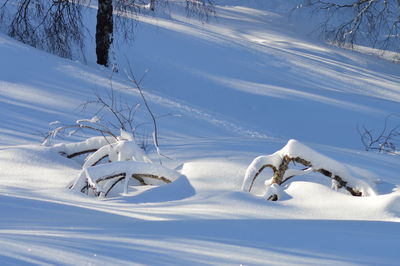 Snow covered land and trees on field