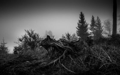 Dead tree on landscape against clear sky