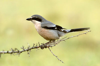 Close-up of bird perching on branch