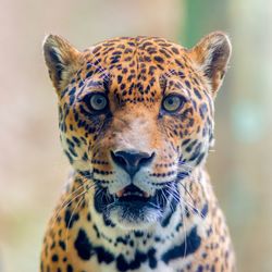 Portrait of jaguar