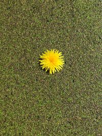 Close-up of yellow flower against blurred background