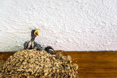 Close-up of birds on wall