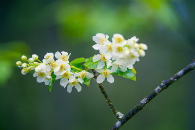 Beautiful white bird cherry flowers blossoming in the wild bush in spring.