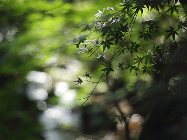 growth, focus on foreground, tree, selective focus, branch, nature, close-up, plant, leaf, forest, tranquility, beauty in nature, outdoors, day, twig, no people, green color, growing, freshness, sunlight