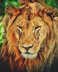 Close-up portrait of lizard