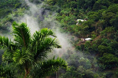 Palm trees in forest