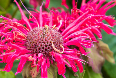 Close-up of pink flower