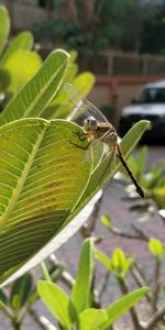 Close-up of insect on leaf