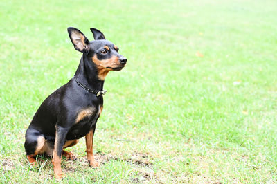 Portrait of a dog on field