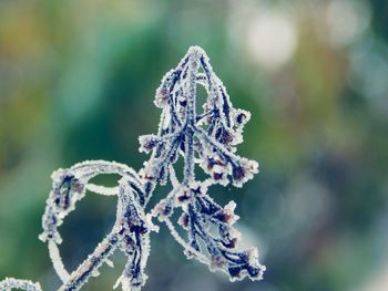 Close-up of frozen plant