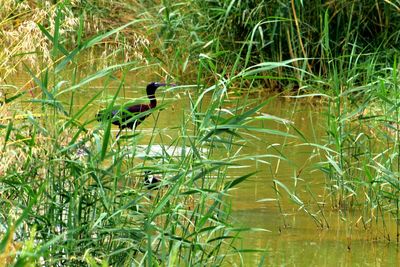 Bird perching on a lake