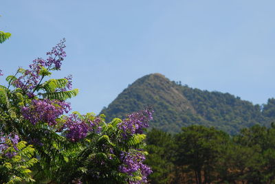 Scenic view of purple flowering plants against clear sky