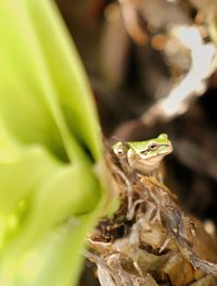 Close-up of frog on leaf