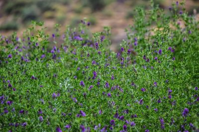 Purple flowers blooming outdoors