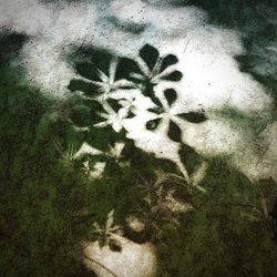 High angle view of flowering plants on field