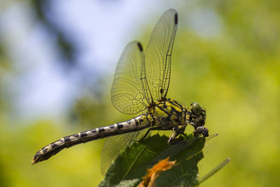 Close-up of butterfly perching on plant
