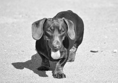 Portrait of dog on floor