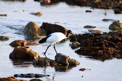 View of birds on rocks at lake