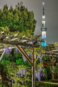Low angle view of trees against sky