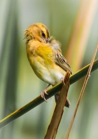 Close-up of bird perching on branch