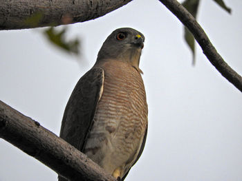 Low angle view of bird perching on branch