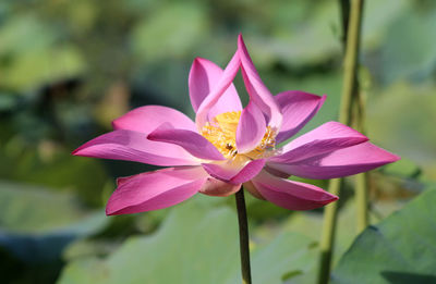 Close-up of pink water lily