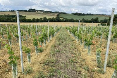 View of vineyard against sky