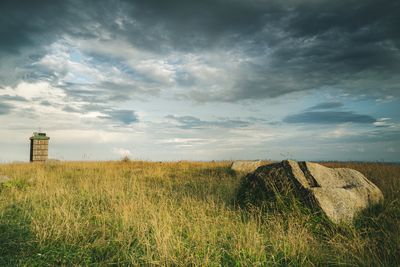 Plants growing on field against sky