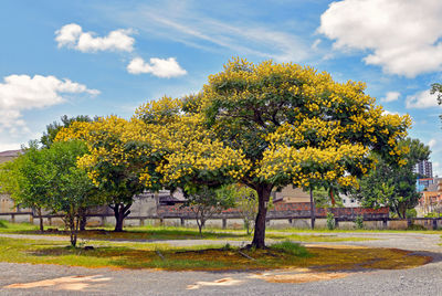 Trees on field against sky during autumn