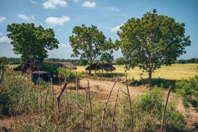 Trees on field against sky