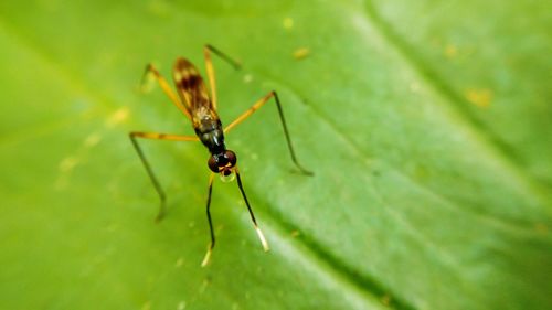 Close-up of insect on leaf