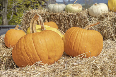 Pumpkins on field