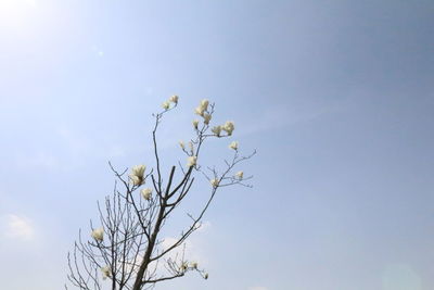 Low angle view of flower tree against sky