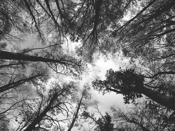 Low angle view of trees against sky