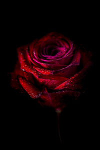 Close-up of red rose over black background