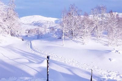 Snow covered land and trees against sky