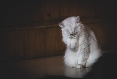 Close-up of a cat looking away