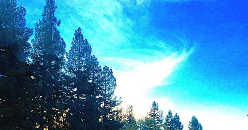 Low angle view of trees against blue sky