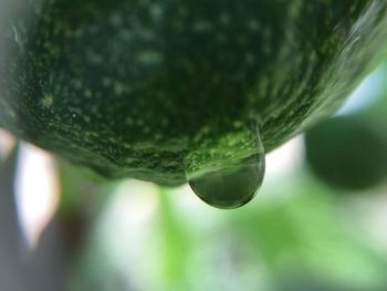 Close-up of green leaf