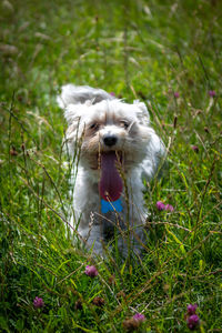 White dog on field