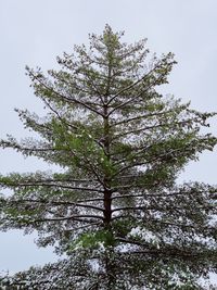 Low angle view of tree in forest against clear sky