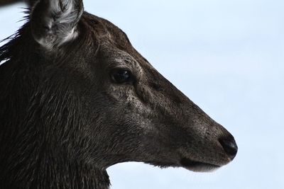 Close-up of deer against sky