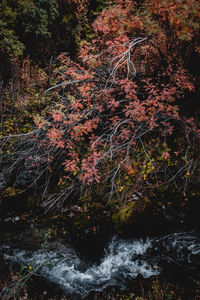 River flowing amidst trees in forest during autumn