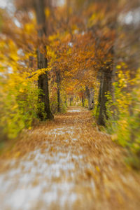 Surface level of footpath amidst trees during autumn