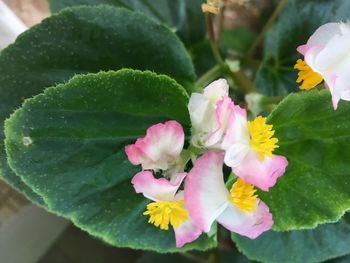 Close-up of yellow flowers blooming outdoors