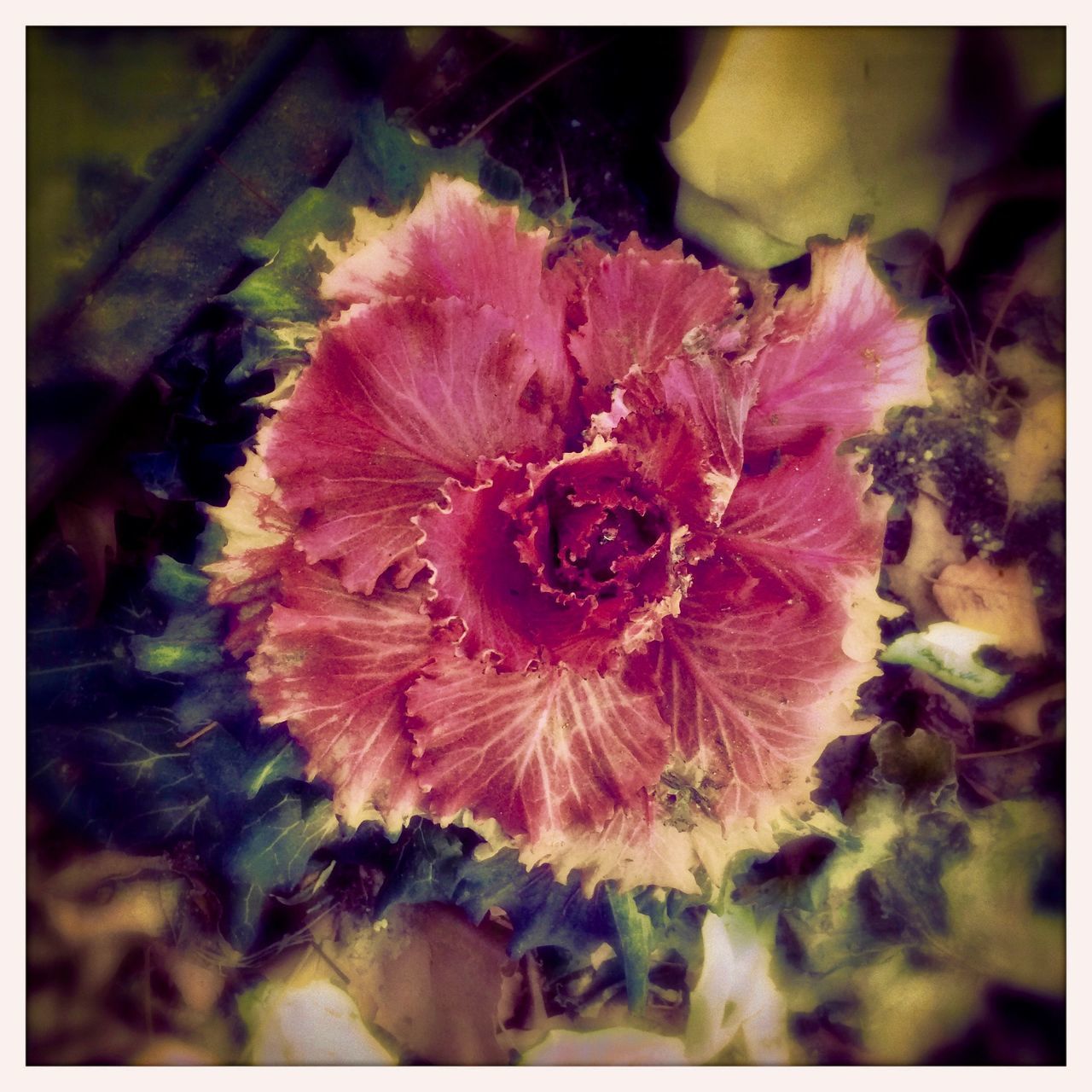 CLOSE UP OF PINK FLOWER