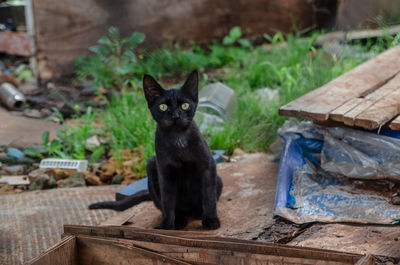 Portrait of black cat sitting on wood